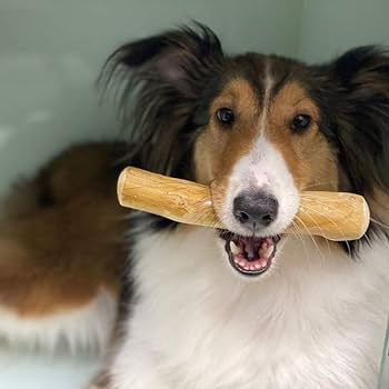 Romeo - Chewing Bone Made Of Coffee Wood Size M